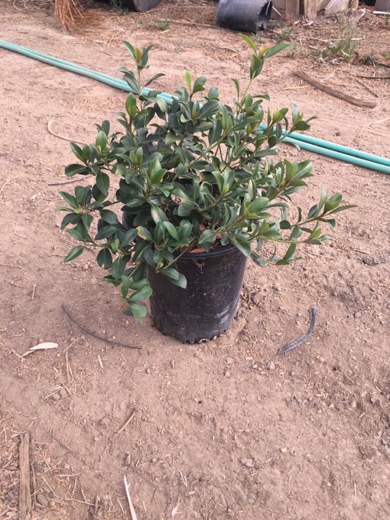 Photo for Rhaphiolepis indica (Indian Hawthorn)