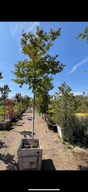 Photo for Lagerstroemia indica (Standard) (Crape Myrtle)