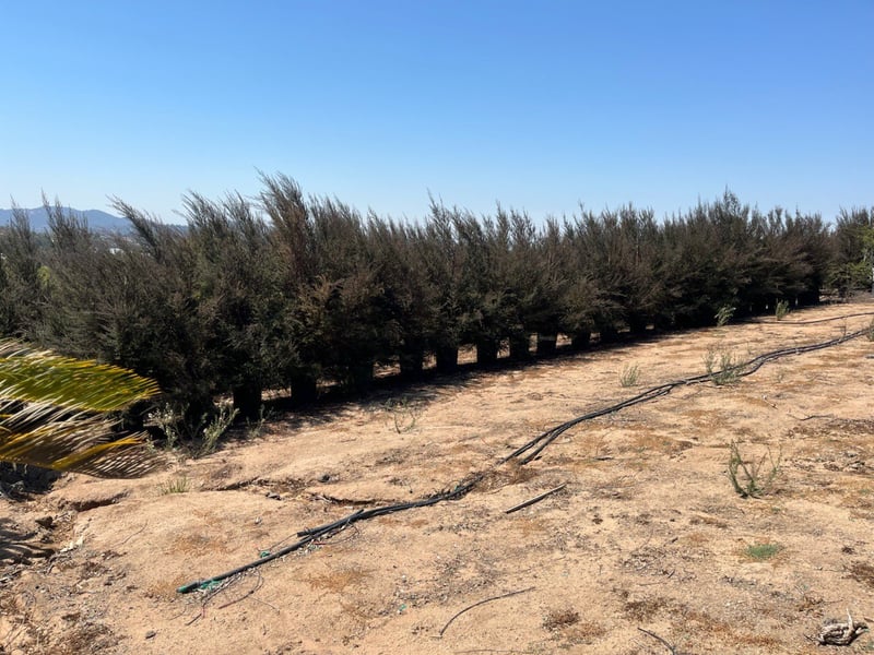 Photo for Leptospermum scoparium (Tea Tree)