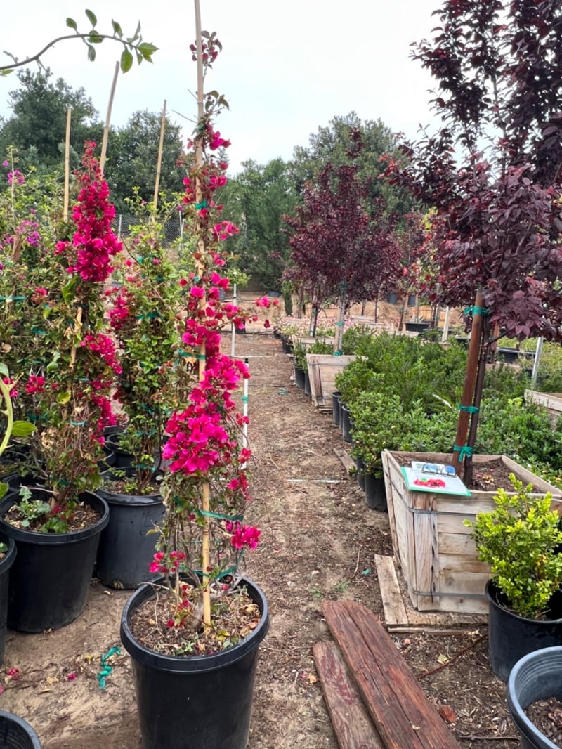 Photo for Bougainvillea 'San Diego Red' (Staked) (San Diego Red Bougainvillea)