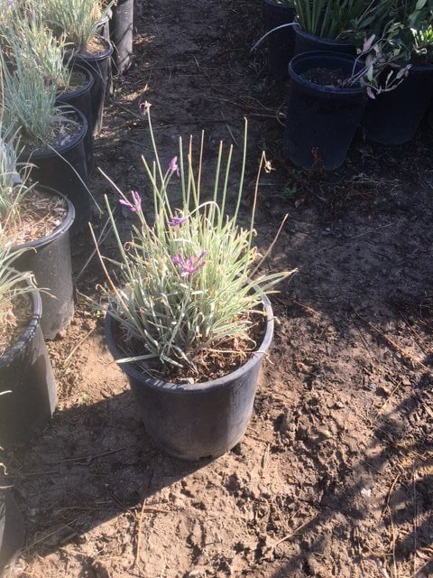 Photo for Tulbaghia violacea 'Silver Lace' (Silver Lace Variegated Society Garlic)