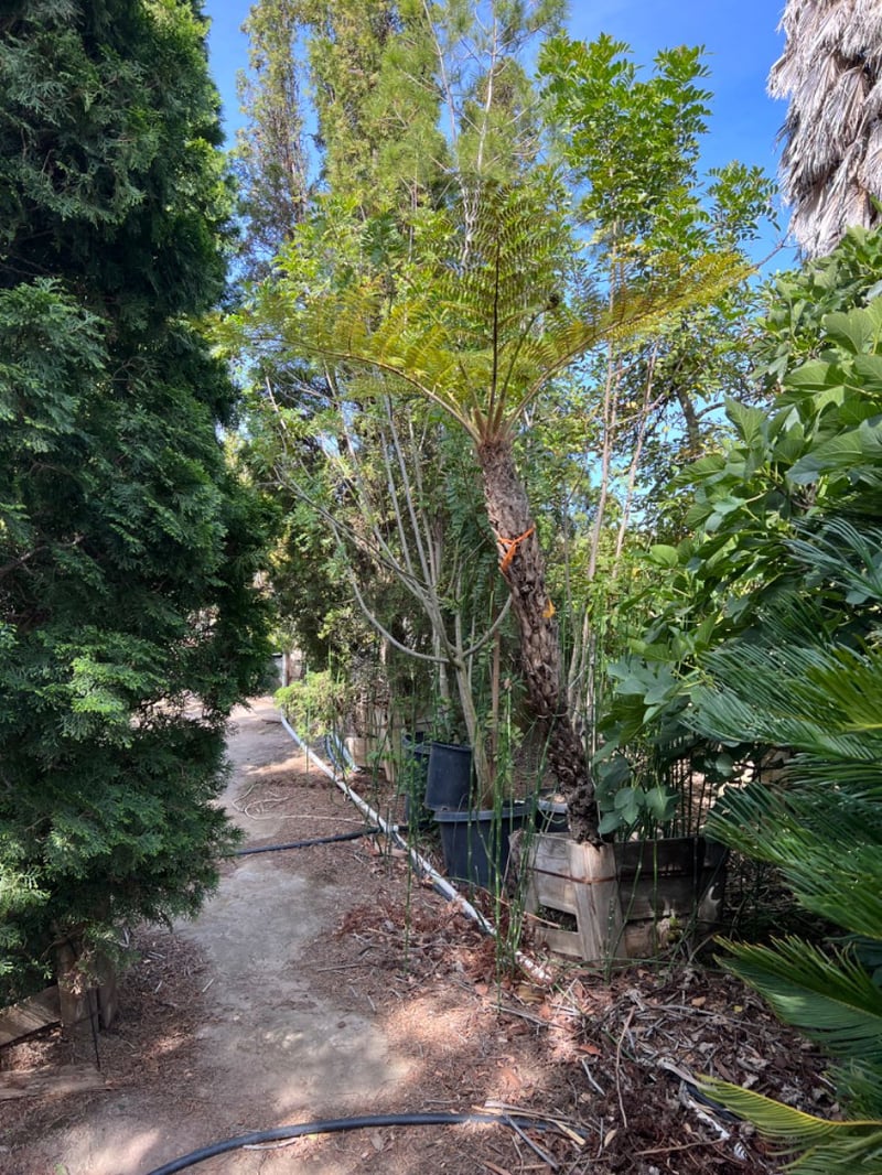Photo for Cyathea cooperi (Australian Tree Fern)