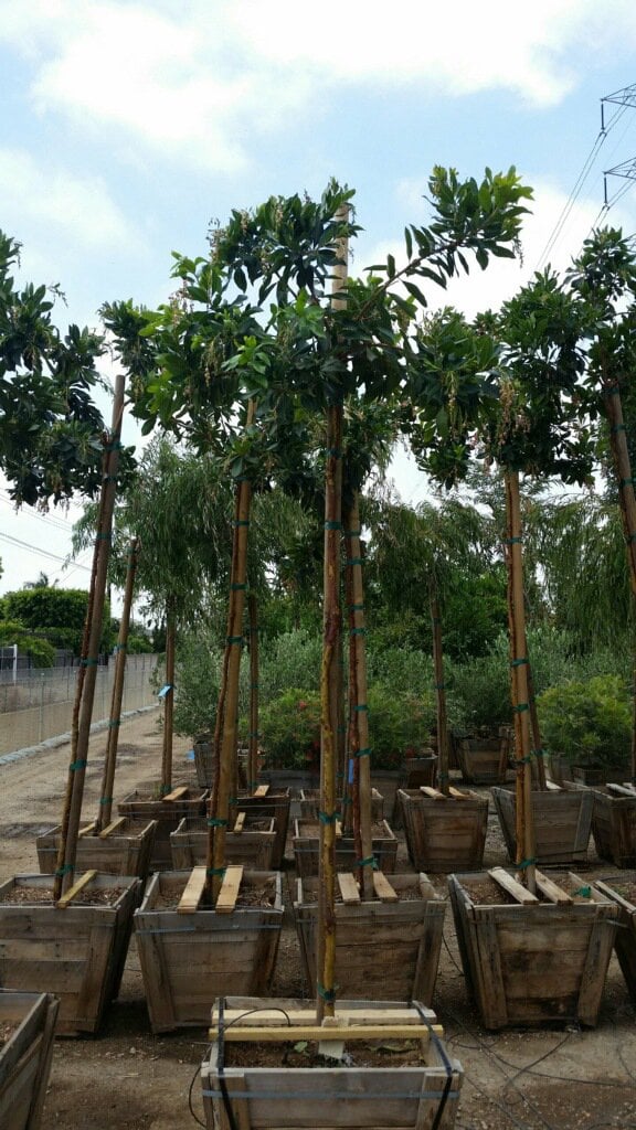 Photo for Arbutus 'Marina' (Standard) (Marina Strawberry Tree)