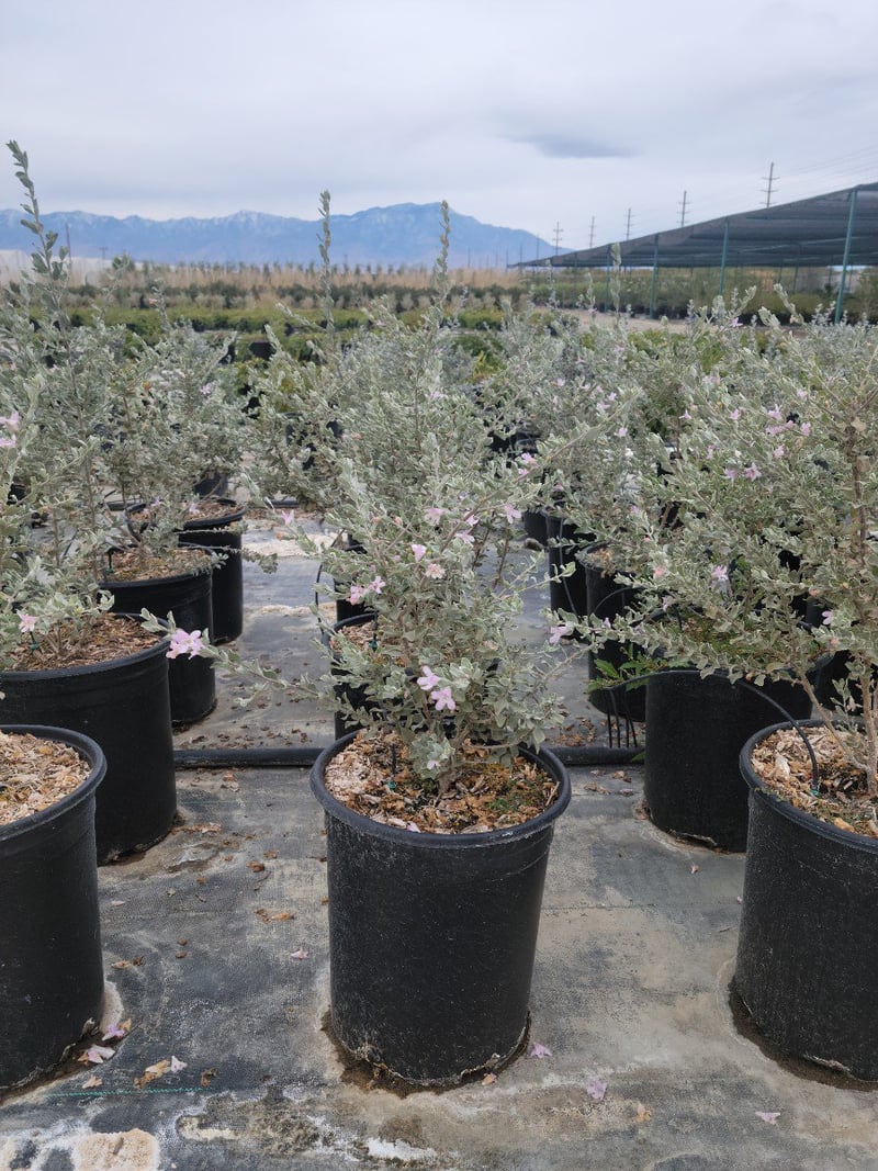 Photo for Leucophyllum frutescens ‘Compacta’ (Compact Texas Ranger)