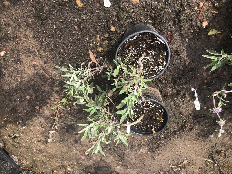 Photo for Salvia 'Bee's Bliss' (Creeping Sage, Bee's Bliss Sage)
