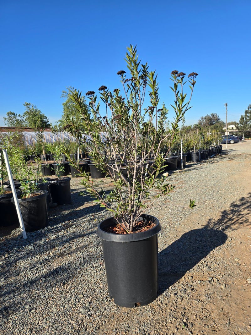 Photo for Vauquelinia californica (Arizona Rosewood)
