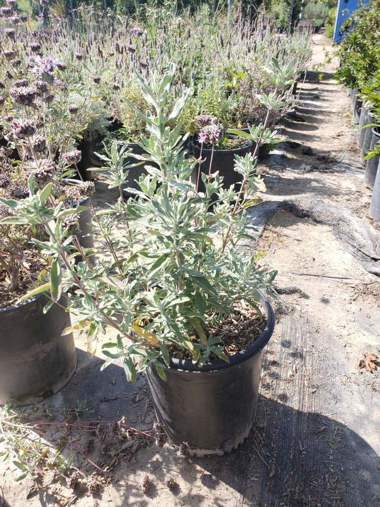 Photo for Salvia clevelandii (Cleveland Sage)