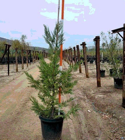Photo for Cupressus × leylandii (Leylandi Cypress)
