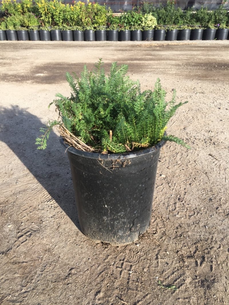 Photo for Achillea millefolium 'Appleblossom' (Appleblossom Yarrow)