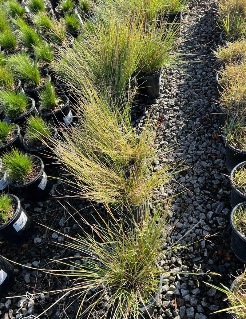 Photo for Stipa tenuissima (Nassella tenuissima) (Mexican Feather Grass)