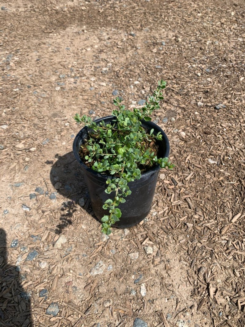 Photo for Baccharis pilularis 'Twin Peaks' (Dwarf Coyote Brush)