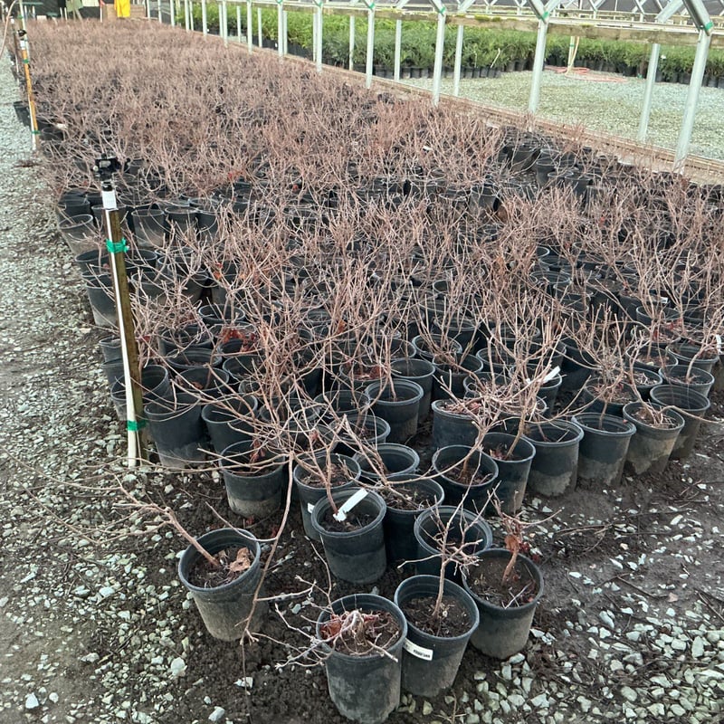 Photo for Rhus aromatica 'Gro-Low' (Gro-Low Fragrant Sumac)