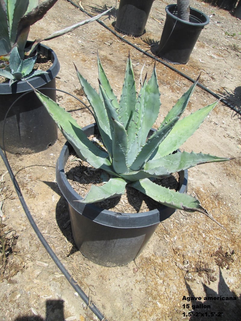 Photo for Agave americana (Century Plant)