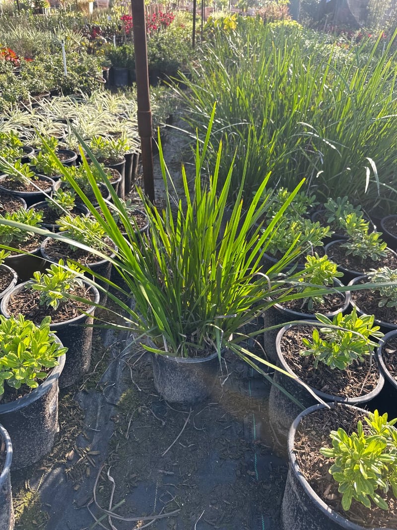 Photo for Anigozanthos flavidus (Greenish Yellow) (Evergreen Kangaroo Paw)
