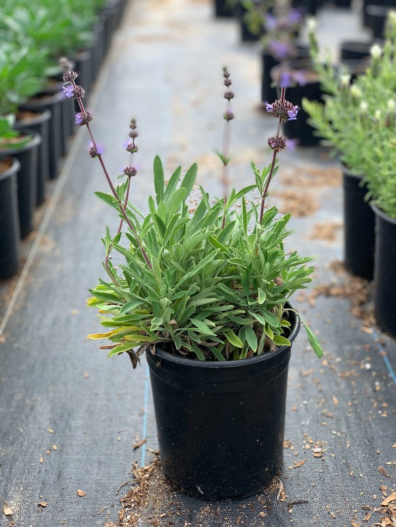 Photo for Salvia 'Daras Choice' (Daras Choice Salvia)