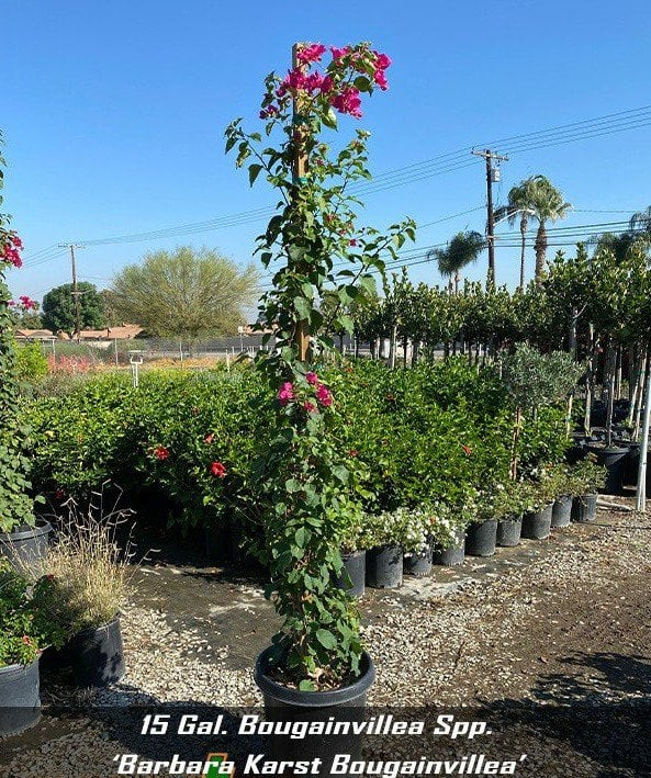 Photo for Bougainvillea 'Barbara Karst' (Staked) (Barbara Karst Bougainvillea)