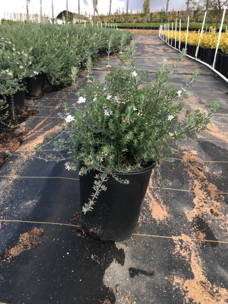 Photo for Westringia fruticosa (Coast Rosemary)