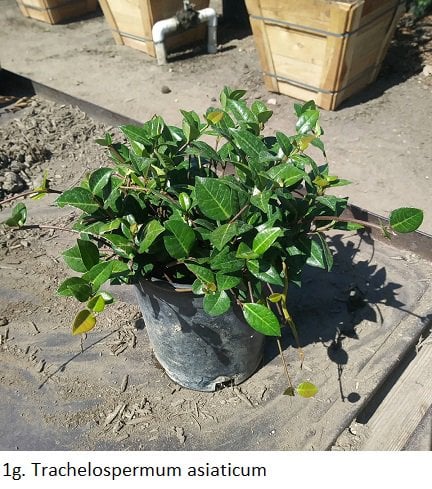 Photo for Trachelospermum asiaticum (Asian Jasmine)