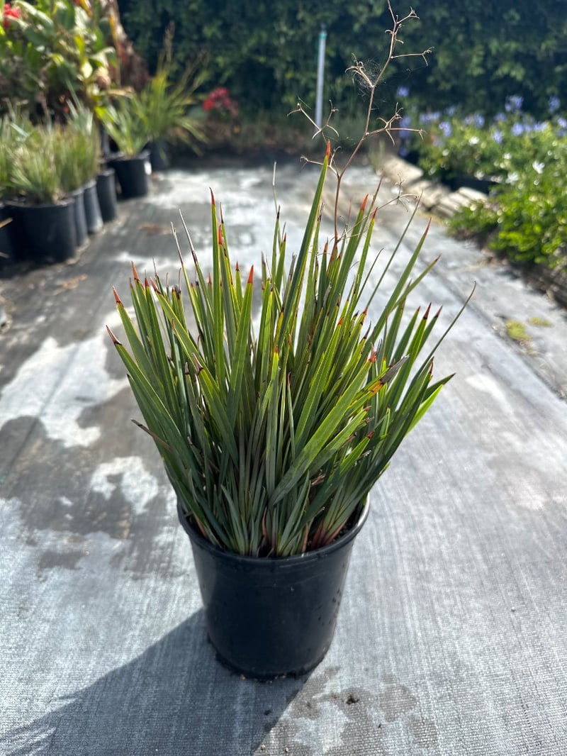 Photo for Dianella revoluta (Revoluta Flax Lily)