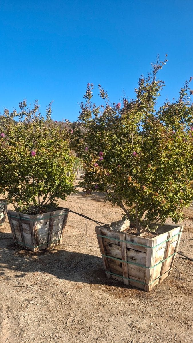 Photo for Lagerstroemia indica 'Catawba' (Catawba Crape Myrtle)