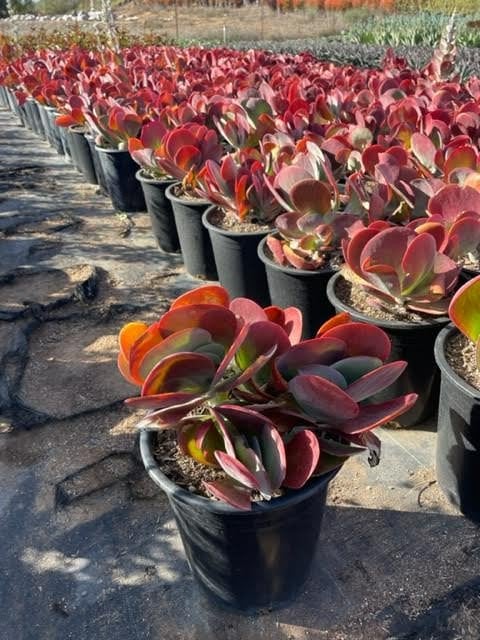 Photo for Kalanchoe thyrsiflora (Paddle Plant)