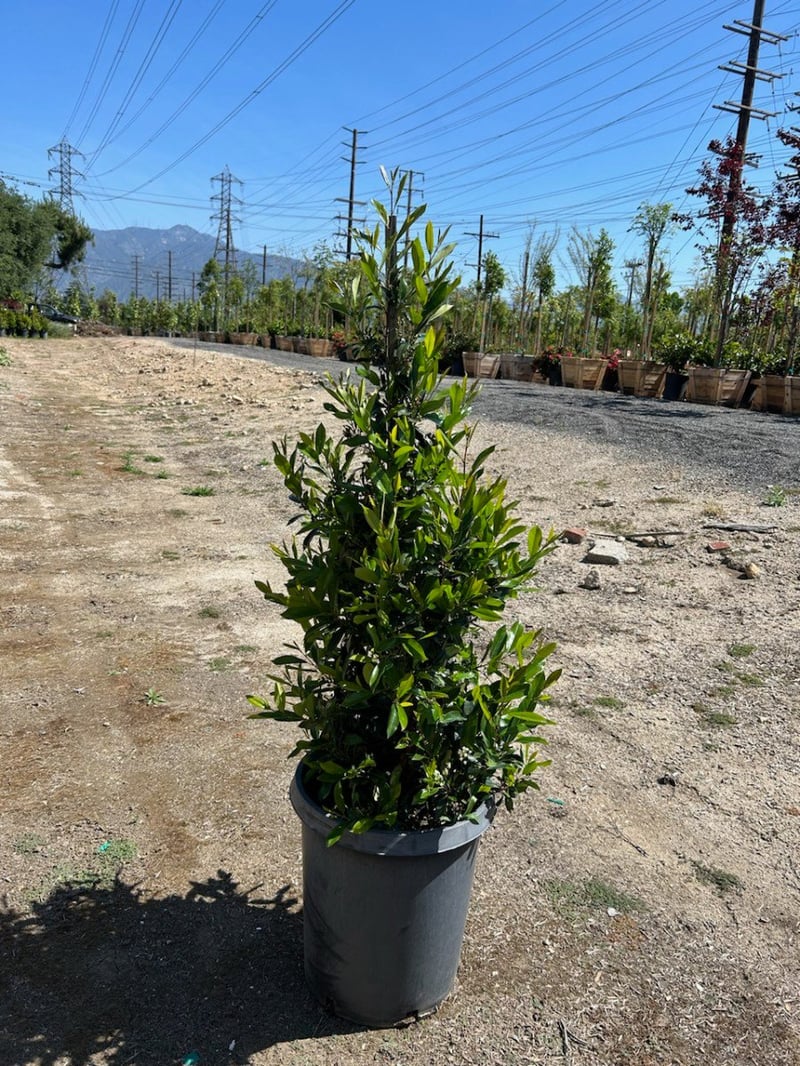 Photo for Prunus caroliniana 'Bright 'n Tight' ('Compacta') (COLUMN) (Bright 'N Tight ('Compacta') Carolina Laurel Cherry)