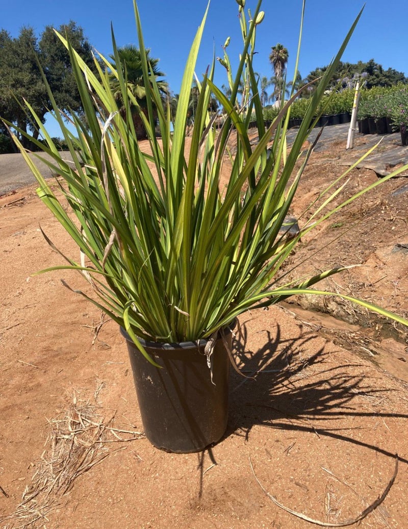 Photo for Dietes grandiflora 'Variegata' (Striped Fortnight Lily)