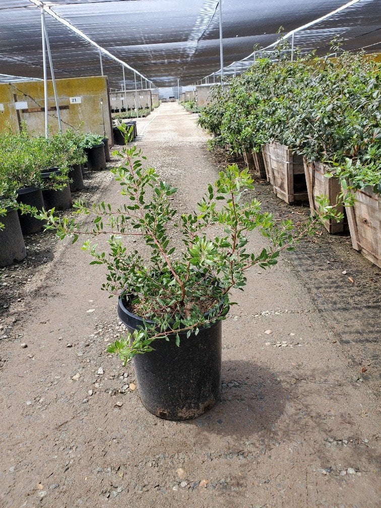 Photo for Arctostaphylos densiflora 'Sentinel' (Sentinel Manzanita)