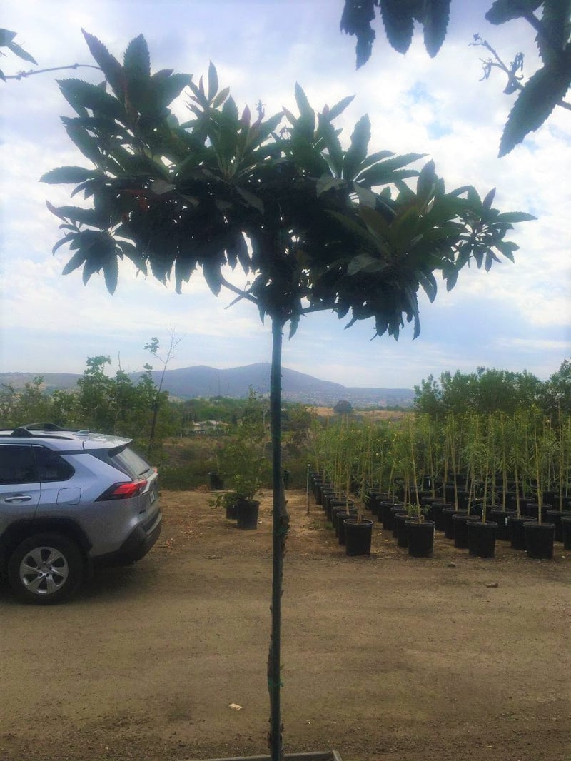 Photo for Eriobotrya deflexa (Bronze Loquat)