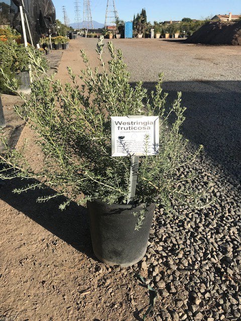 Photo for Westringia fruticosa (Coast Rosemary)