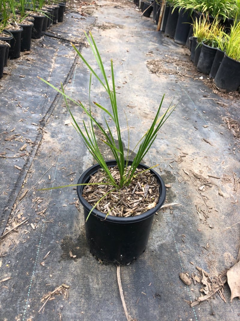 Photo for Lomandra longifolia (Spiny Headed Mat Rush)