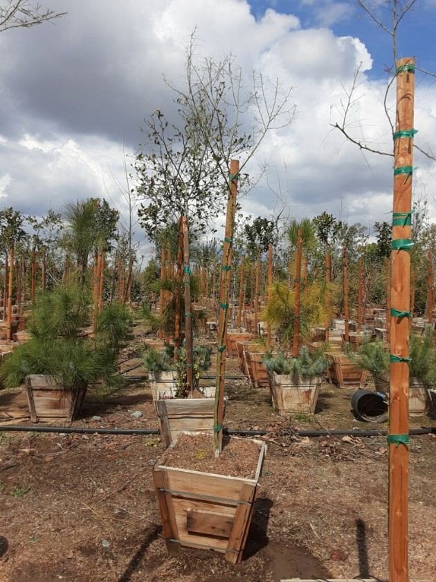 Photo for Cercidium x 'Desert Museum' (Desert Museum Palo Verde)