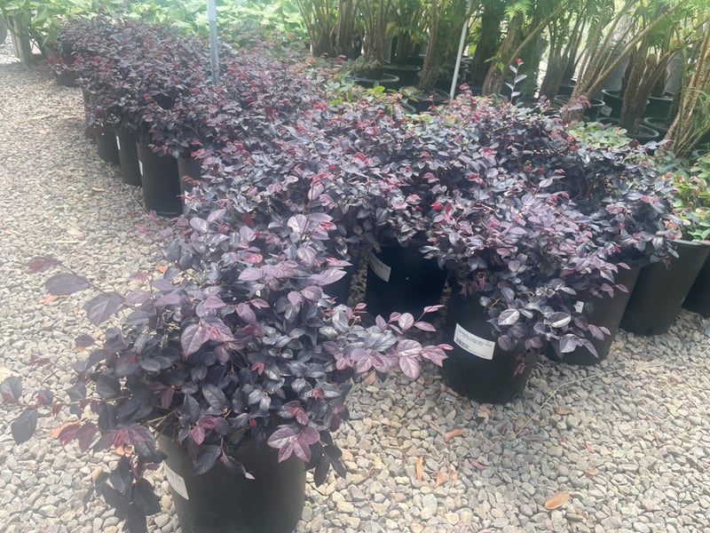 Photo for Loropetalum chinense var. rubrum 'Purple Majesty' (Purple Majesty Fringe Flower)