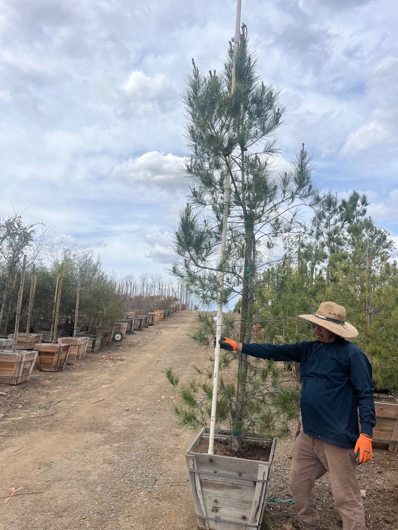 Photo for Pinus eldarica (Afghan Pine)
