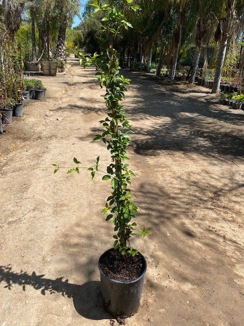 Photo for Lonicera japonica 'Halliana' (Japanese Honeysuckle)
