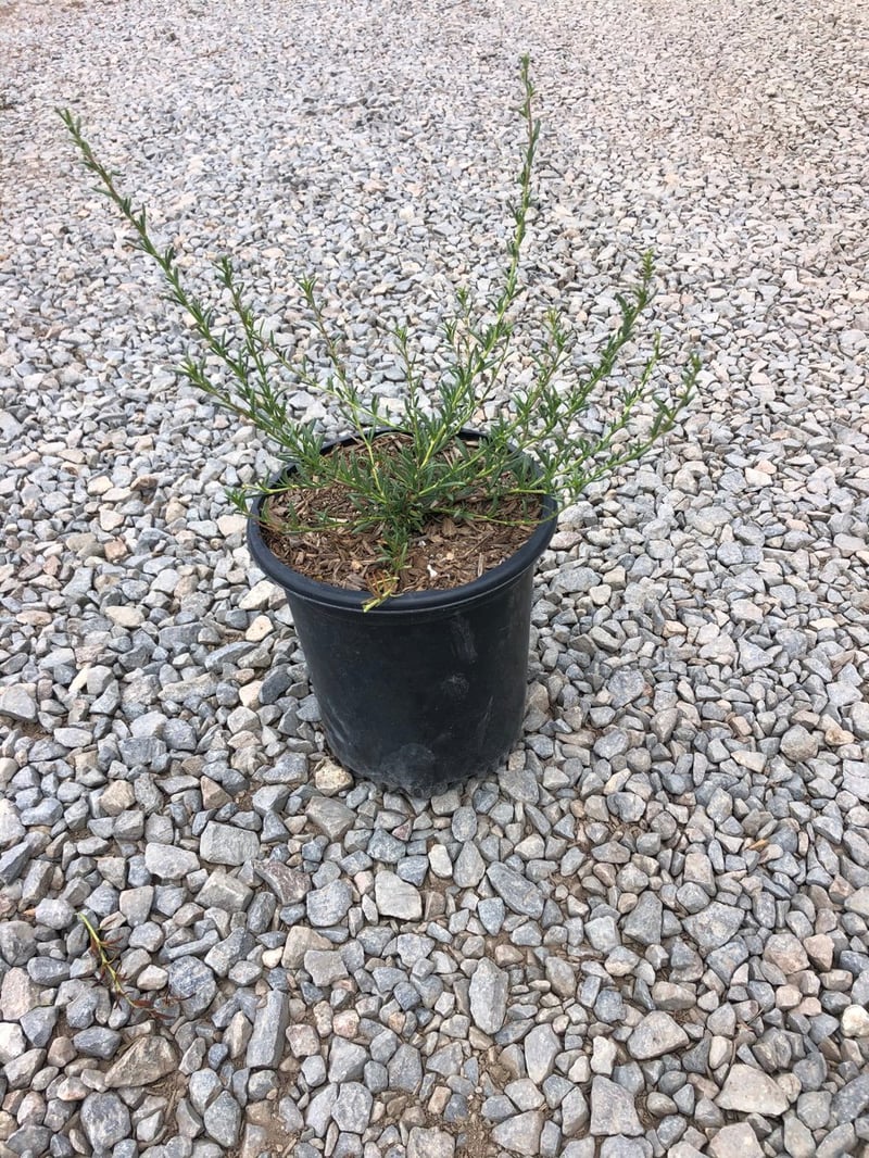 Photo for Eriogonum fasciculatum (California Buckwheat)