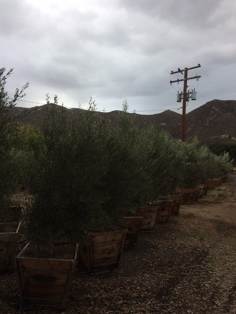 Photo for Olea europaea 'Majestic Beauty' (Majestic Beauty Fruitless Olive)