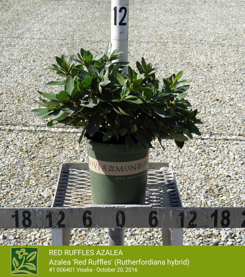 Photo for Rhododendron (Any red variety) (Red Azalea)