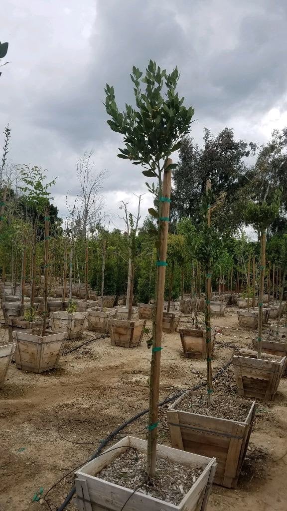 Photo for Laurus nobilis (Standard) (Sweet bay)