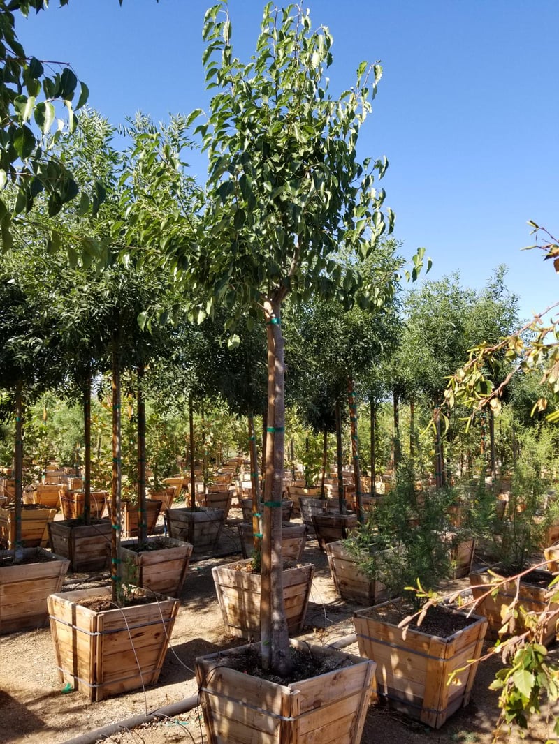 Photo for Pyrus calleryana 'Aristocrat' (Aristocrat Callery Pear)
