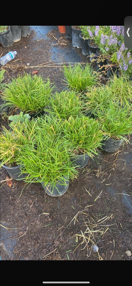 Photo for Carex tumulicola (Foothill Sedge)
