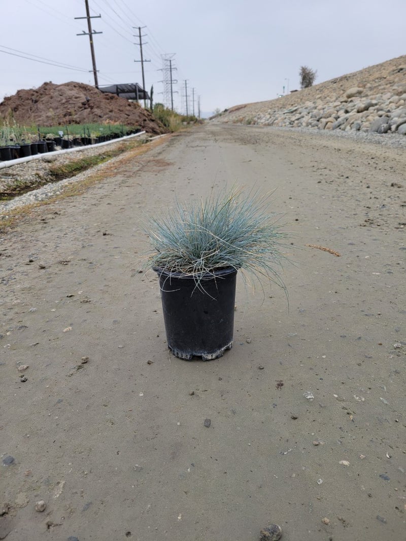 Photo for Festuca idahoense 'Siskiyou Blue' (Siskiyou Blue Fescue)