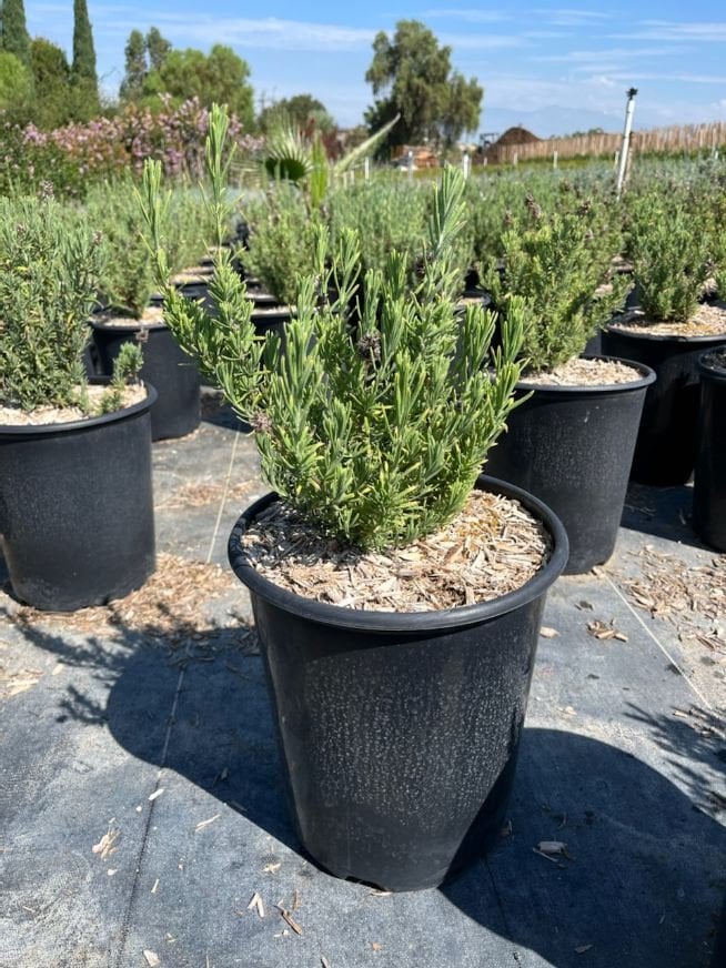Photo for Lavandula stoechas 'Otto Quast' (Otto Quast Spanish Lavender)