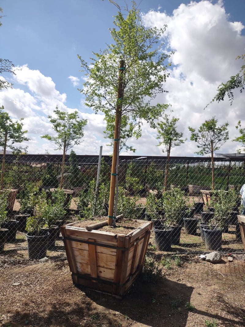 Photo for Ulmus parvifolia 'Drake' (Drake's Chinese Elm)