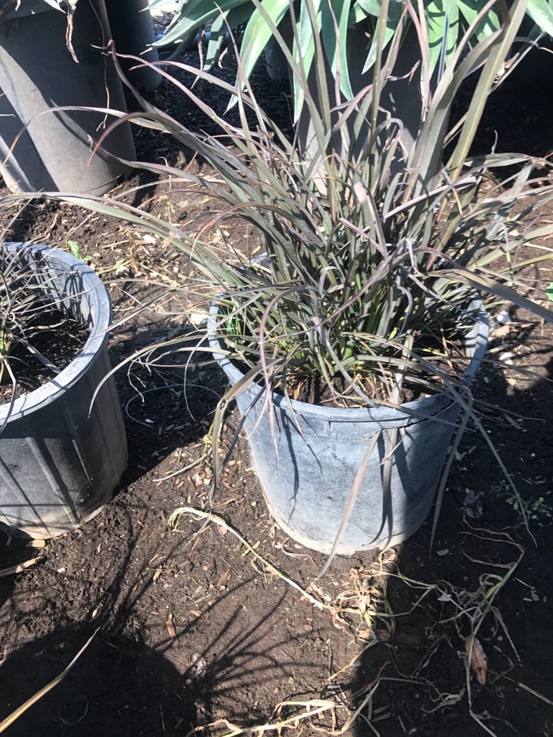 Photo for Phormium x 'Jack Spratt' (Jack Spratt New Zealand Flax)