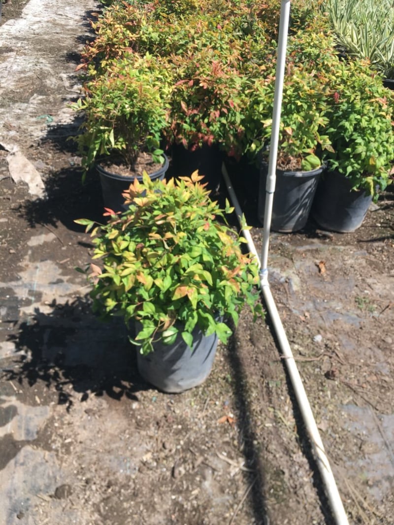 Photo for Nandina domestica 'Compacta' (Compact Heavenly Bamboo)