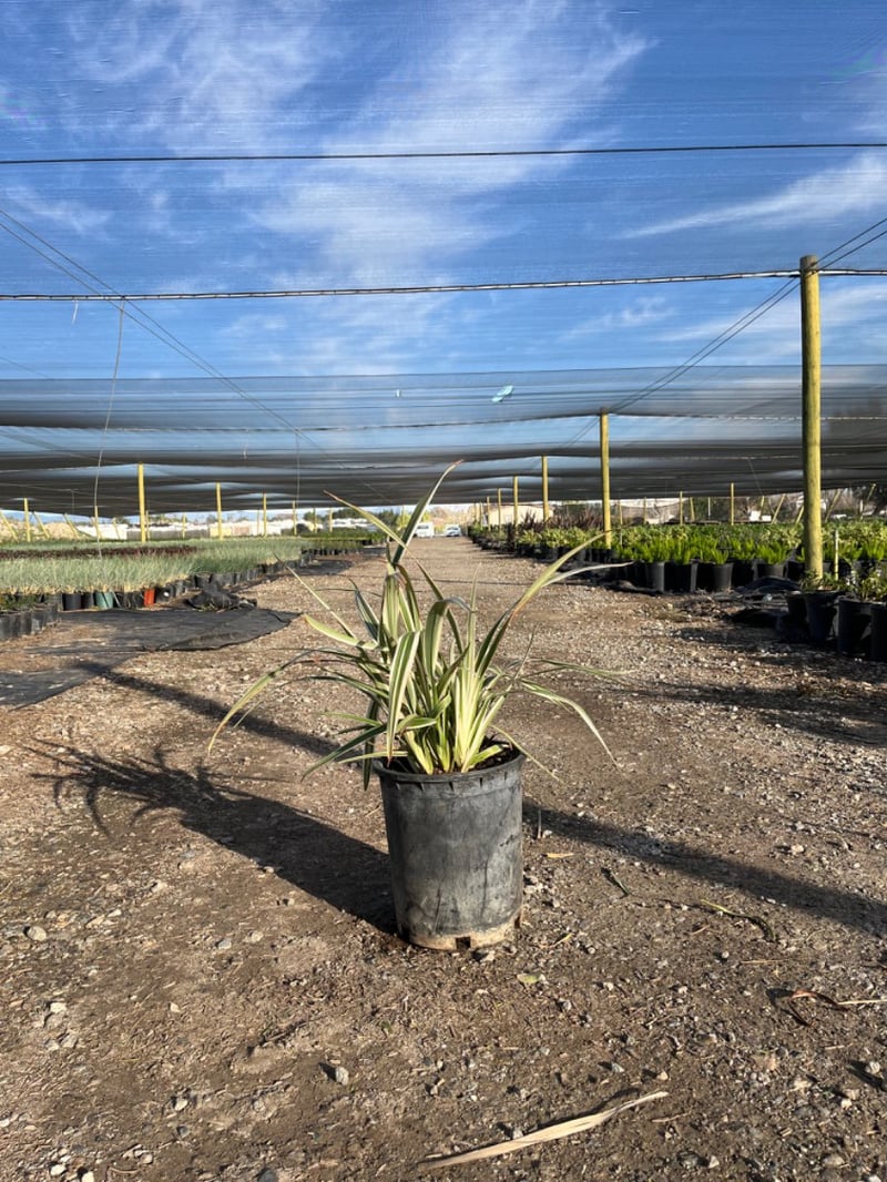 Photo for Dianella tasmanica (Tasman Flax Lily)