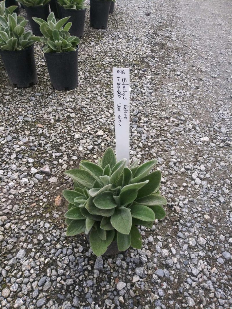 Photo for Stachys byzantina 'Big Ears' (Big Ears Lamb's Ear)