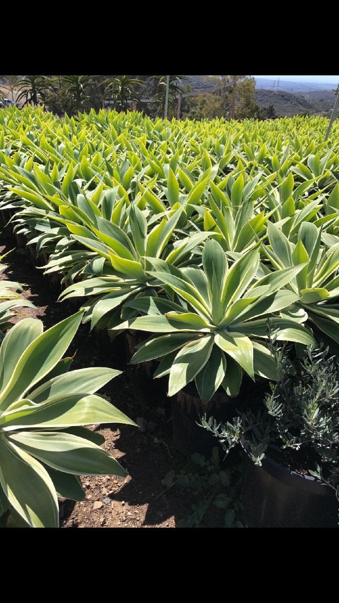 Photo for Agave attenuata 'Ray of Light' (Ray of Light Fox Tail Agave)