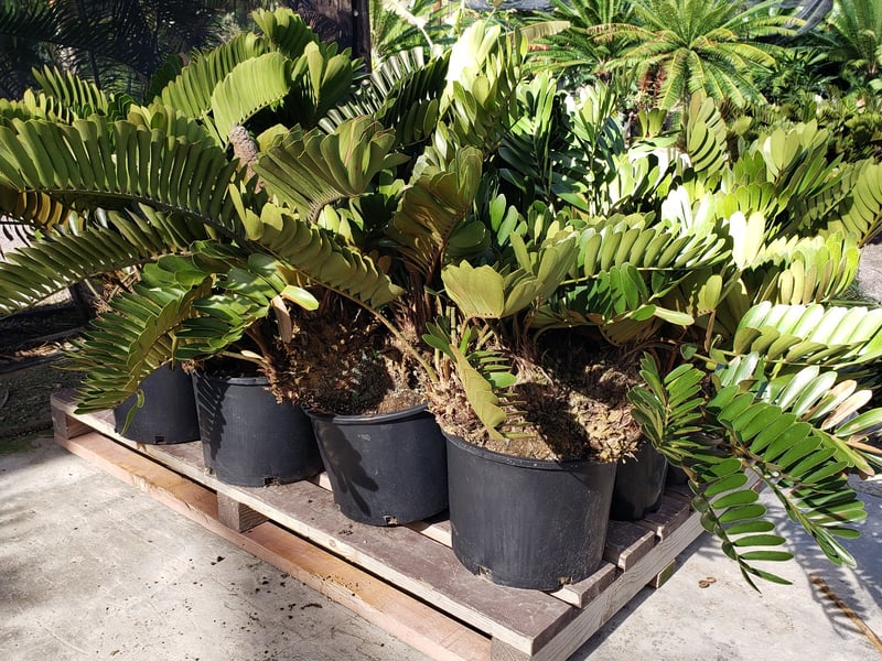Photo for Zamia furfuracea (Sago Cycas, Cardboard Palm)